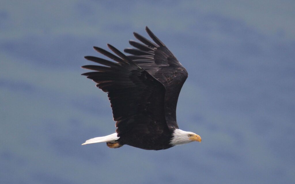 Bald eagle flying. U.S. Fish & Wildlife Service.