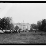 Sheep on White House Lawn