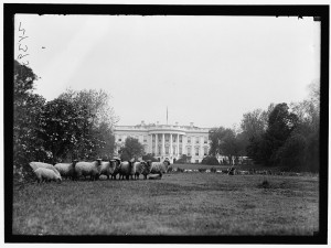 Sheep on White House Lawn