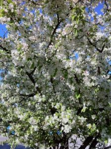 Spring blossoms are here and with them come May Day Rallies.