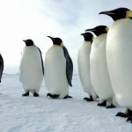 Equal means not special. Emperor penguins. Glenn Grant, National Science Foundation.