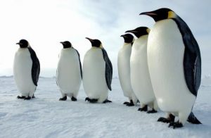 Equal means not special. Emperor penguins. Glenn Grant, National Science Foundation.