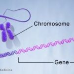 Gene and chromosome. Does harassment start here?