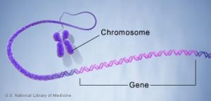 Gene and chromosome. Does harassment start here?