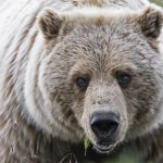 Bear. NPS Photo by Ken Conger.