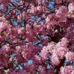 Picture of crabapple blossoms