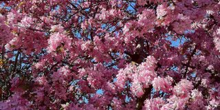Picture of crabapple blossoms