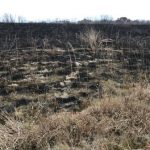 Scorched landscape