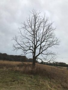Solitary tree on barren landscape