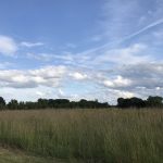 Green field with trees and blue sky