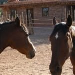 Two horses in a corral. NPS photo.