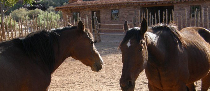 Two horses in a corral. NPS photo. 