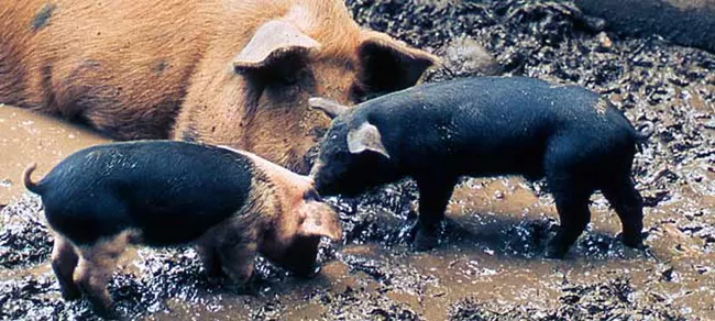 Pig with piglets. NPS photo.