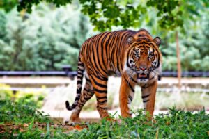 Sumatran tiger