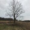 Solitary tree with no leaves standing in a field