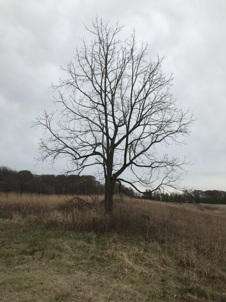 Solitary tree with no leaves standing in a field