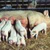 Sow during her piglets. Photo courtesy USDA ARS.