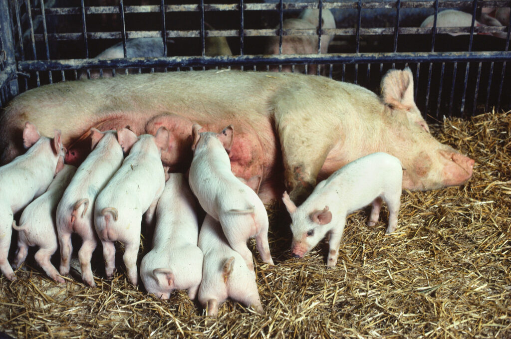 Sow during her piglets. Photo courtesy USDA ARS.